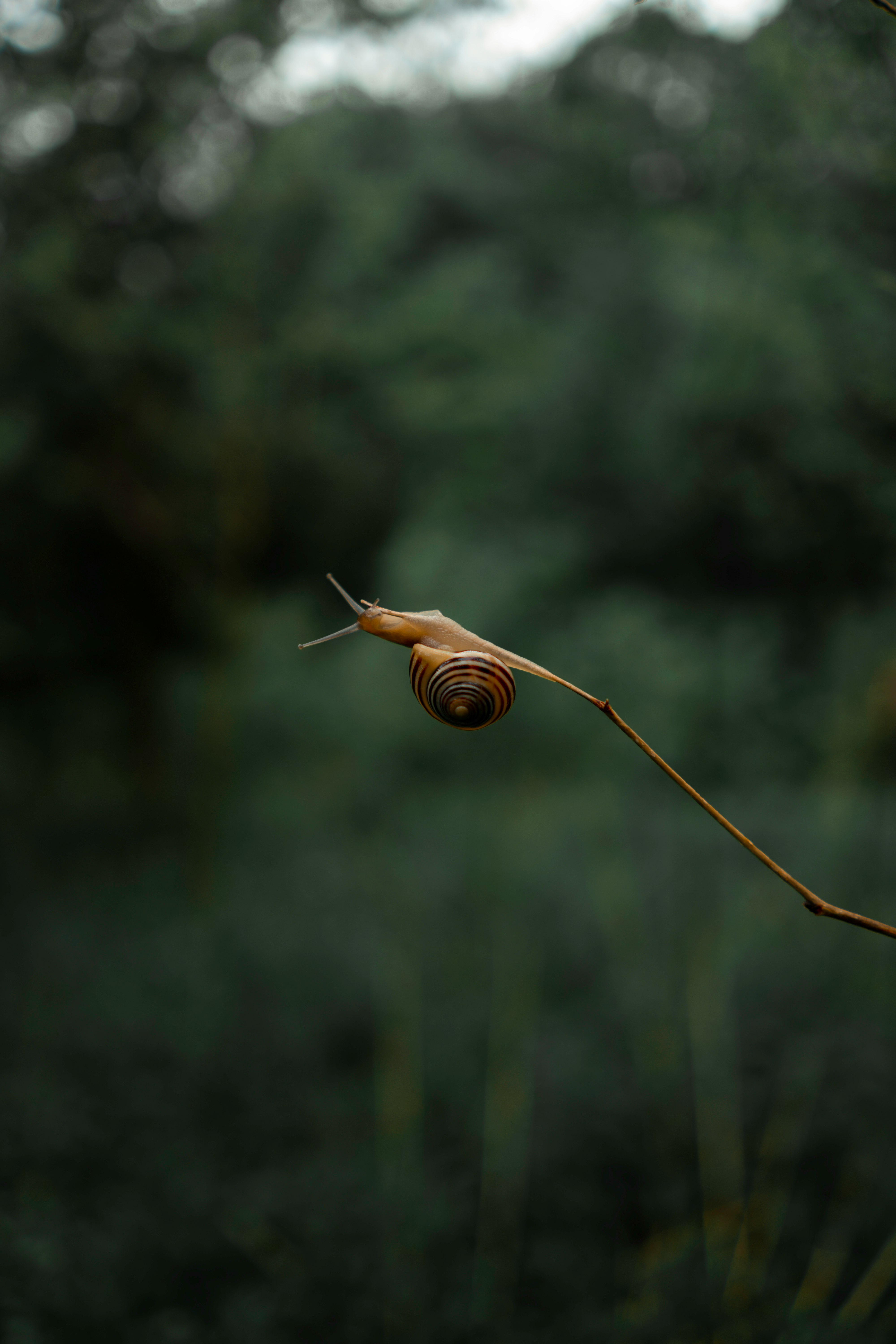 brown snail on brown stick
